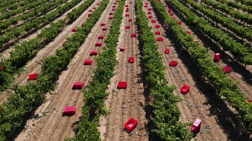 Grape Harvesting