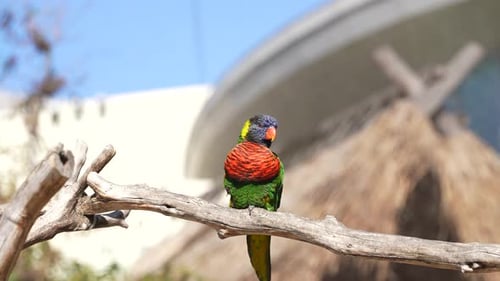 Ein ausgewachsener Regenbogenlori hockte auf einem Ast und rief