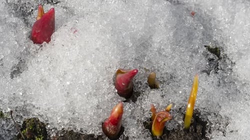 Spring Shoots Emerging from Melting Snow