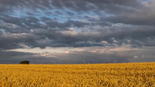 Dramatic Clouds Passing Over Golden Agriculture Wheat Field in UHD