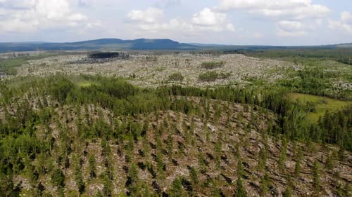 AERIAL - Agroforestry, forest, northern Arctic area of Sweden, reverse rising shot