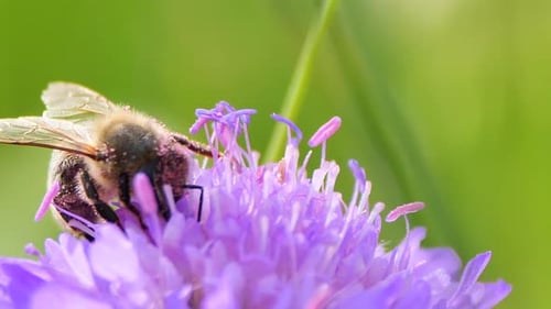 Bee Pollinating Purple Flower in Sunny Field