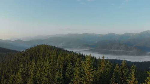 Aerial Drone Footage View in 4K resolution: Flight over pine forest in the mountains.