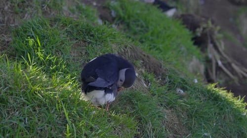 Lone Puffin Preening on Grassy Cliffside