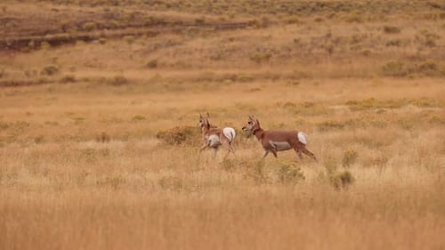 Pronghorn in Yellowstone National Park
