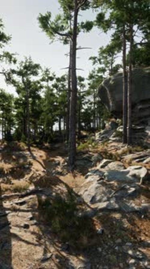 Rocky Area With Trees and Rocks
