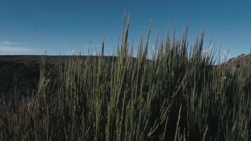 Entdecken Sie Gras von hinten, das auf rotierende Windkraftanlagen auf dem Berggipfel auf Madeira blickt