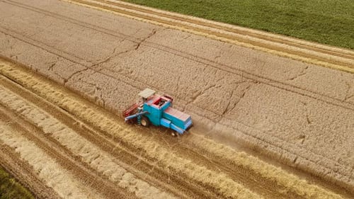 Retro Combine Harvester Gathers Wheat Crop in Grain Field