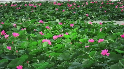 Beautiful waterlily or lotus flower with water surface
