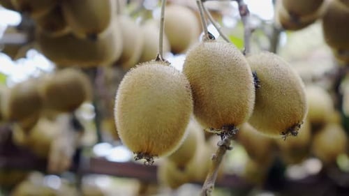 Slow-motion close-up of 3 ripe kiwi fruits ready for harvesting in a chemical-free organic plantatio