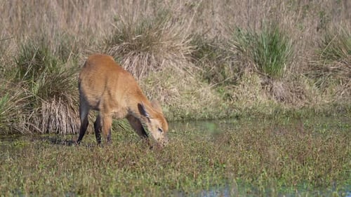 Female Marsh Deer Foraging In The Marsh. - wide shot