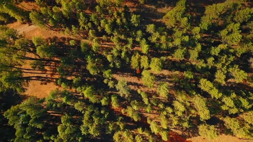 Descend over the forest where the orange tent is set. Camping in the wilderness.