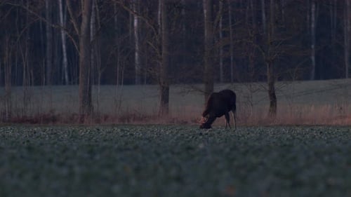 A flock of moose elk feeding on rapeseed field on their knees in evening dusk