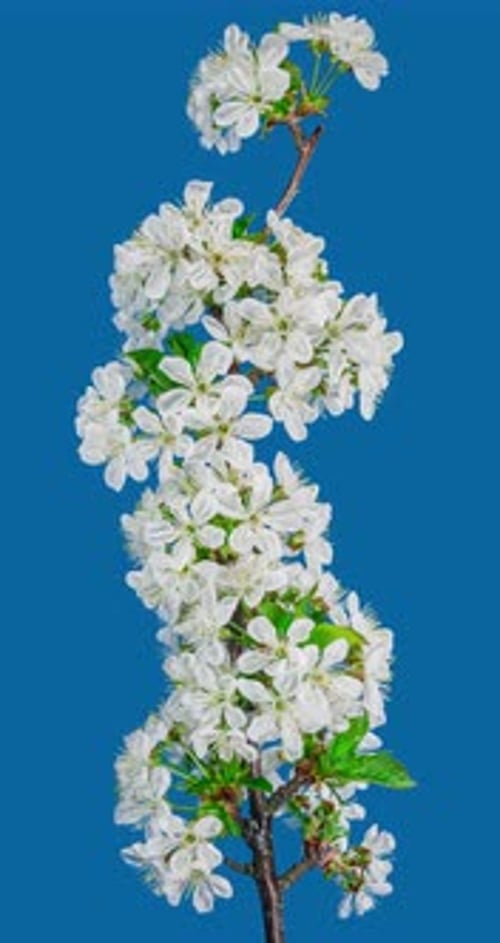 White Flowers of Cherry Blossom on a Cherry Tree Branch Close up. Creative Time Lapse Video