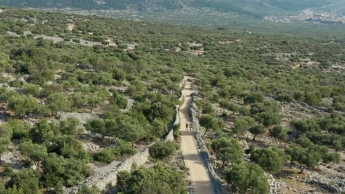 Man with his dog running on trail with green trees around on a sunny day in Cres, Croatia. Aerial pu