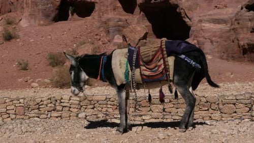 Donkey in Petra, archaeological city in Jordan