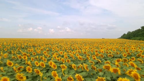 Agriculture Field with Blooming Sunflowers Summer Landscape with Yellow Farm Field with Sunflowers