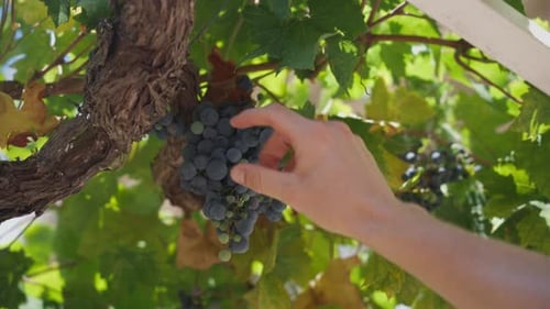 Hand Picking Ripe Grape From Bunch Hanging On Grapevine At Vineyard. slow motion