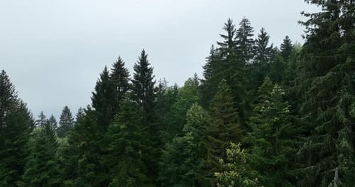 Aerial View of a Stunning Evergreen Forest