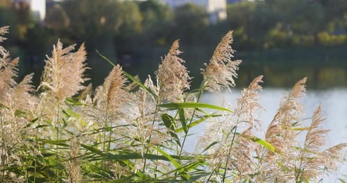 Sunlit reeds sway gently by the edge of a calm lake, their golden hues contrasting with the greenery