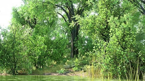 Summer Green Forest Pond Landscape