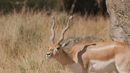 Antelope at Wildlife Park. Daytime