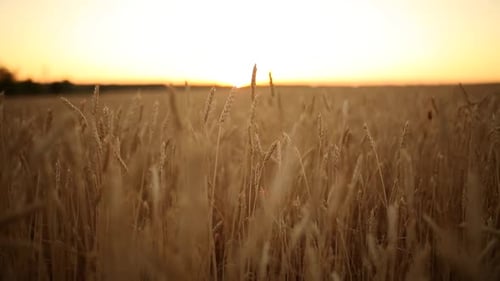 Wheat Ears at the Farm Field Shallow Depth of Field Golden Ripe Wheat Field on Sunset Rich Harvest