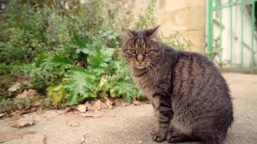 Schöne wilde braune Katze mit klaren Augen in einem grünen Park an einem wolkigen Tag, unbeeindruckt und unabhängig