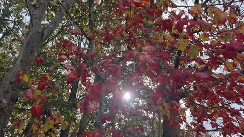 Leuchtend roter Ahornbaum im Herbst mit Himmel und Wolken Kanada Herbst im Park