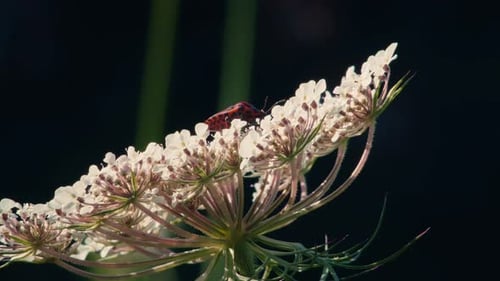 Inseto de escudo listrado vermelho andando sobre flor branca de cenoura selvagem