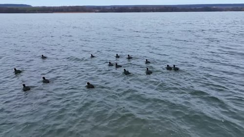 Black ducks with white beaks and tails on the lake.