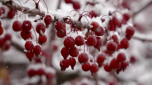 Red Berries Cling to Snowy Tree Branches