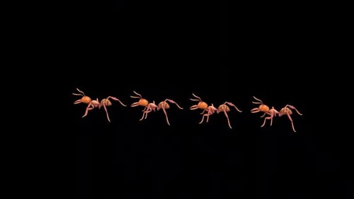 Groupe Ants Run