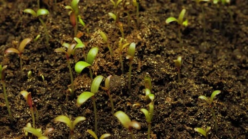 Growing seeds rising from soil time lapse 4k footage.