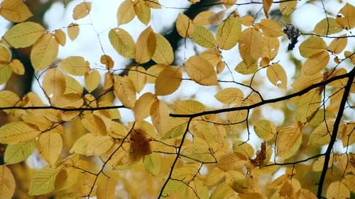 Yellow Autumn Leaves on a Branch Sway in the Wind
