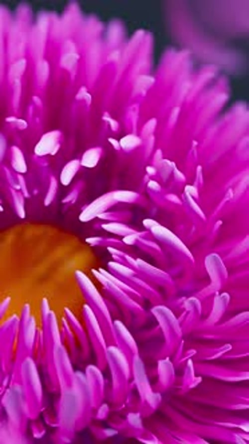 Vibrant Pink Aster Petals Swaying Loop Motion Background