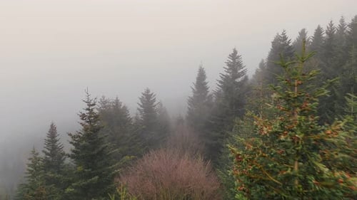 Aerial View Dense Evergreen Forest Shrouded in Thick Mist Foggy Forest View with Evergreen Trees