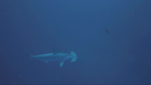 Hammerhead shark swims close then away into blue.