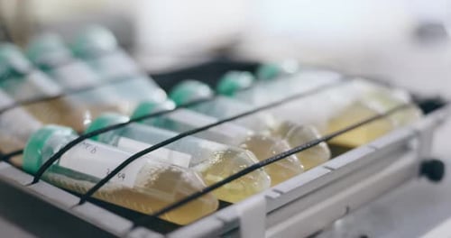Test Tubes in Rack in Laboratory Setting