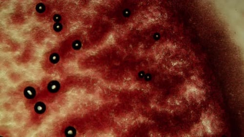 Abstract Microscopic View of Organic Cells Background