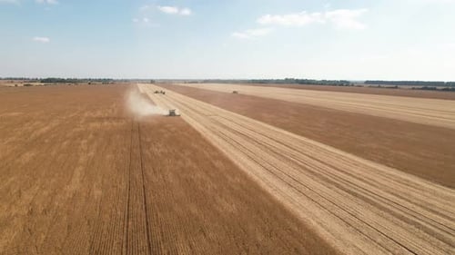 The work of combines in the field. Harvesting soybeans. Aerial view