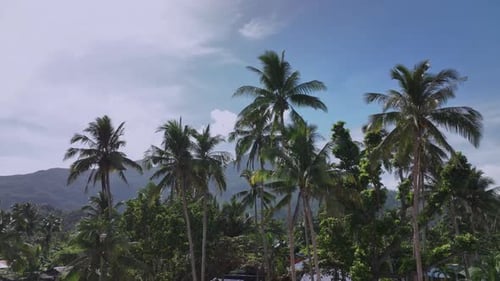 Palm Trees And Mountains On Palawan Island
