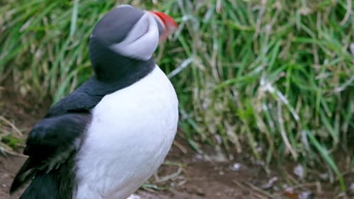 Adorable Puffin Resting on Hillside in Iceland Summer.
