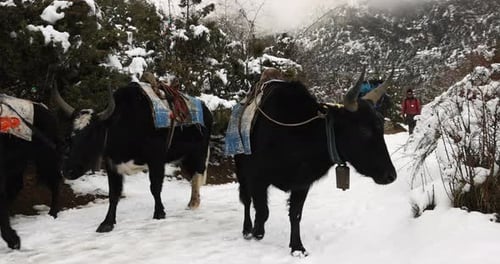 Yaks walking on a snowy trail in the mountains of Nepal.