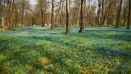 A Field of Blue Flowers Amid Forest Trees the Essence of Natural Beauty