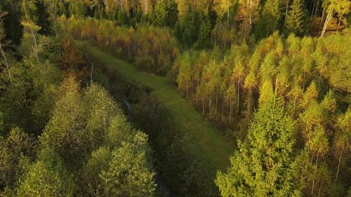 Forest view with road. Aerial view. Flight over pine tree forest in at sunset. Aerial top down view