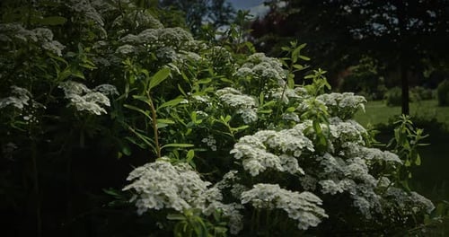 CloseUp of Clustered White Flowers