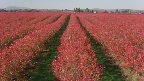 Oregon farm worker drives tractor through blueberry field during fall harvest