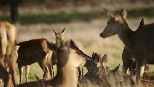 Large Wild Female Deer herd Standing in Big Group, Animal Wildlife in Woodlands Forest Scenery. Sunn