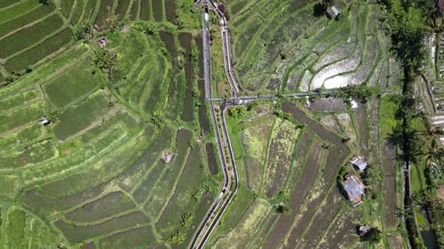 Top-down aerial shot of rice fields in Bali countryside, Indonesia